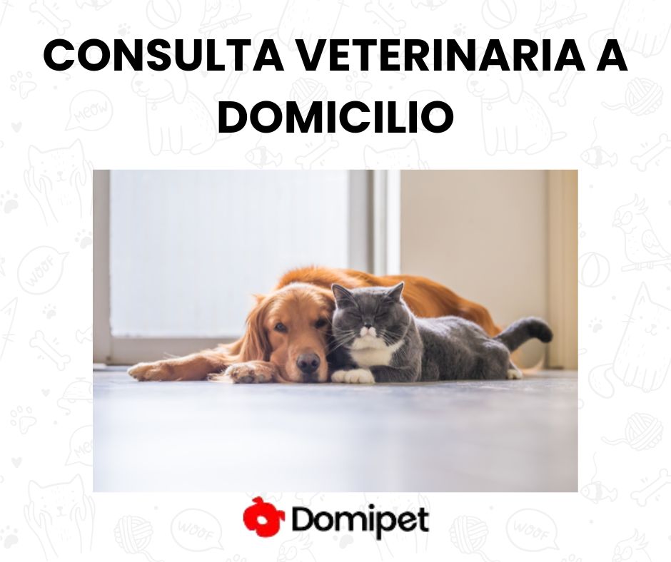 CONSULTA VETERINARIA A DOMICILIO